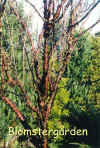Prunus serrula.jpg (108445 byte)