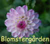 Dahlia-Bennington.jpg (114786 byte)
