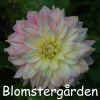 Dahlia-Berwyn's-Pride.jpg (169518 byte)