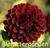 Dahlia-Danjo-Doc.jpg (306580 byte)