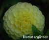 Dahlia-Danum-Julie.jpg (132022 byte)