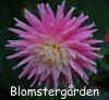 Dahlia-Diamond-Rebel.jpg (221908 byte)