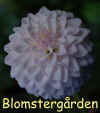 Dahlia-Elizabeth-Hammett.jpg (171910 byte)