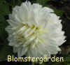 Dahlia-Evely-Foster.jpg (87970 byte)