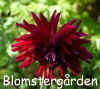 Dahlia-Helen-Machon.jpg (209352 byte)