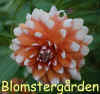Dahlia-Holland-Festival.jpg (261931 byte)