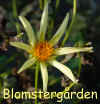 Dahlia-Honka.jpg (204436 byte)