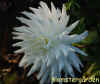 Dahlia-Hy-Cutter.jpg (199996 byte)