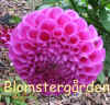 Dahlia-Hy-Mallow.jpg (134152 byte)
