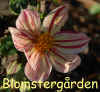 Dahlia-Joern's-Speciel.jpg (219331 byte)