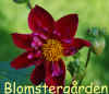 Dahlia-K-Andy.jpg (249027 byte)