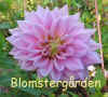 Dahlia-Kyle-Huston.jpg (119673 byte)