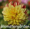 Dahlia-Lady-Darlene.jpg (131825 byte)