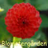 Dahlia-Magnificat.jpg (119864 byte)