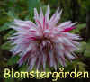 Dahlia-Micks-Peppermint.jpg (264184 byte)