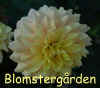 Dahlia-N-E-W-Pastel.jpg (172850 byte)