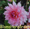 Dahlia-Ottos-Thrill.jpg (252931 byte)