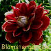 Dahlia Ballegos Glory.jpg (54039 byte)