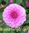 Dahlia Barbara.jpg (50045 byte)