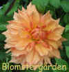 Dahlia Ben Huston.jpg (99365 byte)