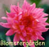 Dahlia Bernhart Voit.jpg (25825 byte)