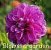 Dahlia Blackberry Ice.jpg (148258 byte)