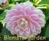 Dahlia Braken Ballerina.jpg (84144 byte)