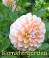 Dahlia Brandon James.jpg (60654 byte)
