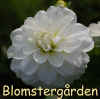 Dahlia Bride to Be.jpg (140292 byte)