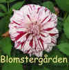 Dahlia Bristol Fleck.jpg (84459 byte)