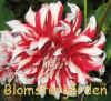 Dahlia Dannebrog.jpg (60779 byte)