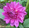 Dahlia Defile.jpg (52610 byte)