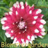 Dahlia Duet.jpg (86823 byte)