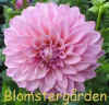 Dahlia Dusty Daydream.jpg (83082 byte)