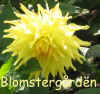 Dahlia Dutch Boy.jpg (40295 byte)