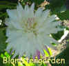 Dahlia Dutch Champion.jpg (135605 byte)