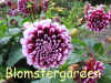 Dahlia Edinburgh.jpg (104447 byte)