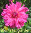 Dahlia Elsie Huston.jpg (405569 byte)