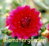Dahlia Ernst.jpg (23039 byte)