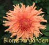 Dahlia Fairway Spur.jpg (164698 byte)