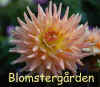 Dahlia Ferncliff Prelude.jpg (243150 byte)