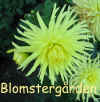 Dahlia Ferncliff Sunburst.jpg (90204 byte)