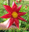 Dahlia Feuerrad.jpg (114443 byte)