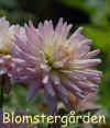 Dahlia First Kiss.jpg (154091 byte)