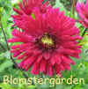 Dahlia Free Herold.jpg (80460 byte)