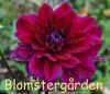 Dahlia Fremonts Memory.jpg (143542 byte)