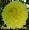 Dahlia Geerlings Moonlight.jpg (184742 byte)