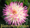 Dahlia Glenbank Twinkle.jpg (150926 byte)