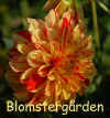 Dahlia Gloriosa.jpg (233783 byte)