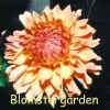 Dahlia Go American.jpg (38692 byte)